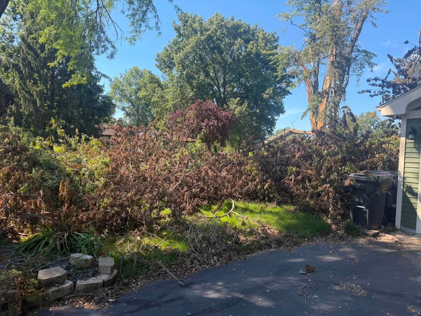 Storm-damaged shrubs and fallen branches in a yard ahead of cleanup