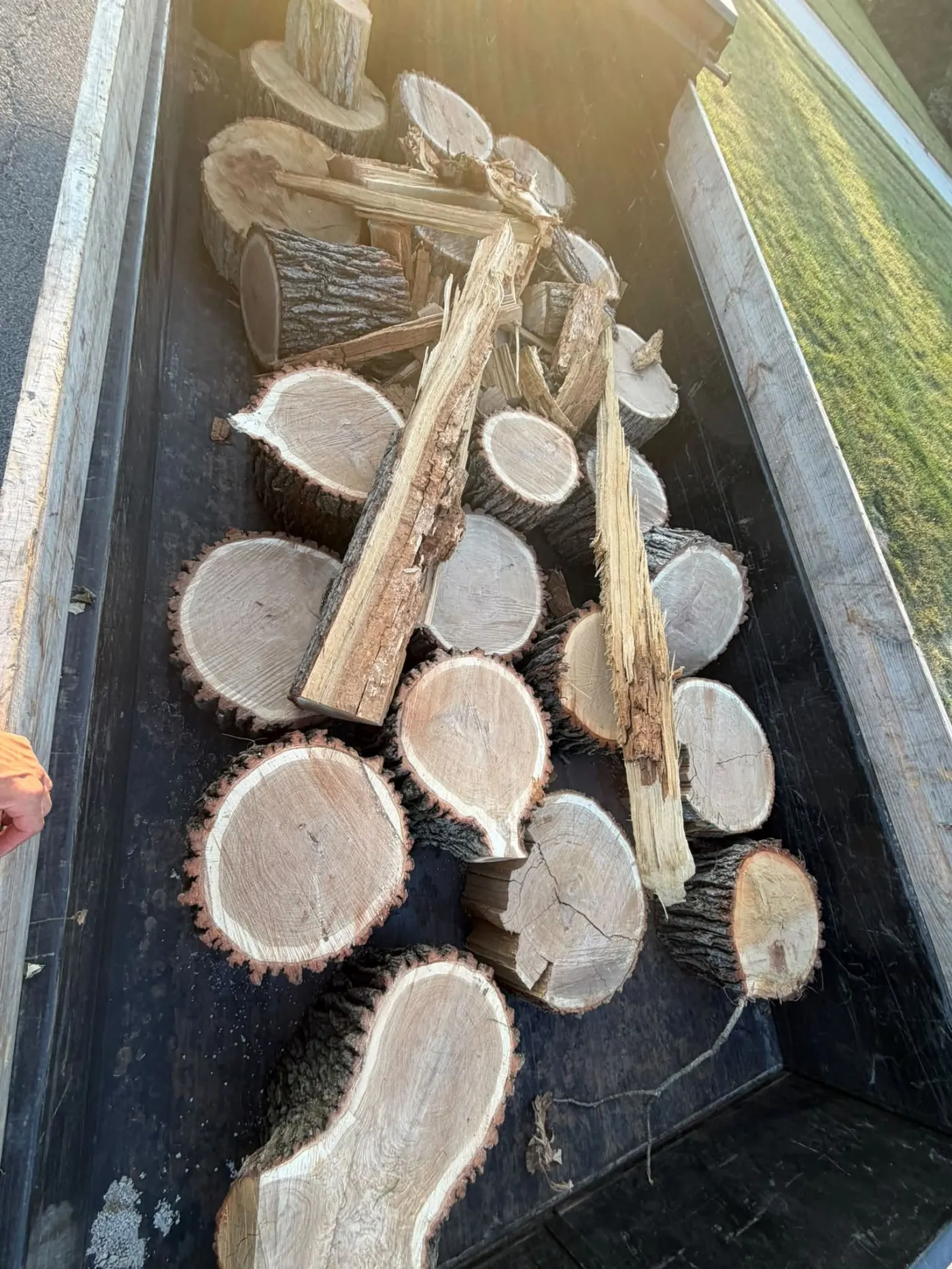 Cut logs and brush loaded in a dump trailer for haul off